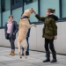 20190212-Hunde-AG-07-Web