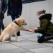 20190212-Hunde-AG-08-Web