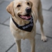 20190212-Hunde-AG-15-Web