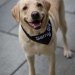 20190212-Hunde-AG-16-Web