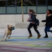 20190212-Hunde-AG-19-Web