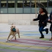 20190212-Hunde-AG-22-Web