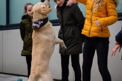 20190212-Hunde-AG-06-Web