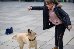 20190212-Hunde-AG-10-Web