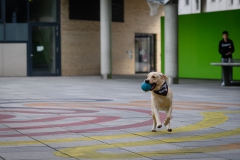 20190212-Hunde-AG-18-Web