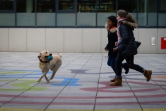 20190212-Hunde-AG-21-Web