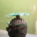 02-Ananas