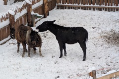 PXL_20260322_062743004